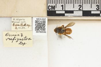 Media type: image;   Entomology 790596 Aspect: Labels